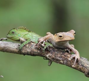 Close-up of a lizard on tree