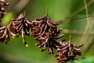 Close-up of purple flowering plant