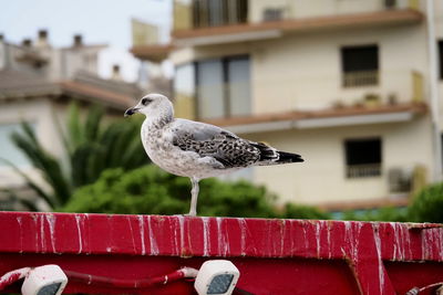 Close-up of seagull perching on railing