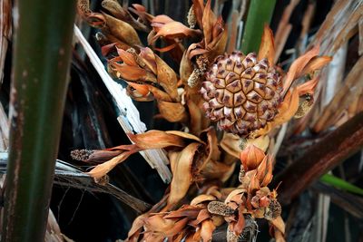 Close-up of dried leaves on plant