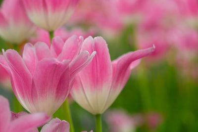 Close-up of pink flower