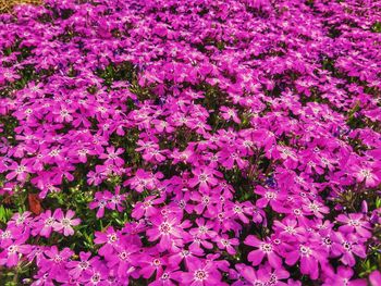 Close-up of purple flowers