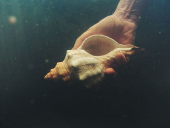 Close-up of hand holding seashell