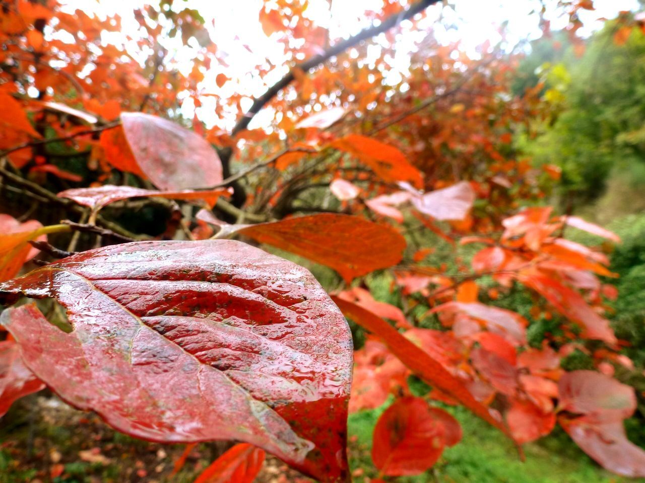 leaf, autumn, change, season, focus on foreground, close-up, growth, nature, tree, leaves, beauty in nature, orange color, tranquility, leaf vein, selective focus, branch, day, red, outdoors, maple leaf