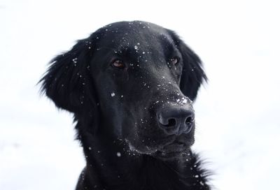 Close-up of a dog