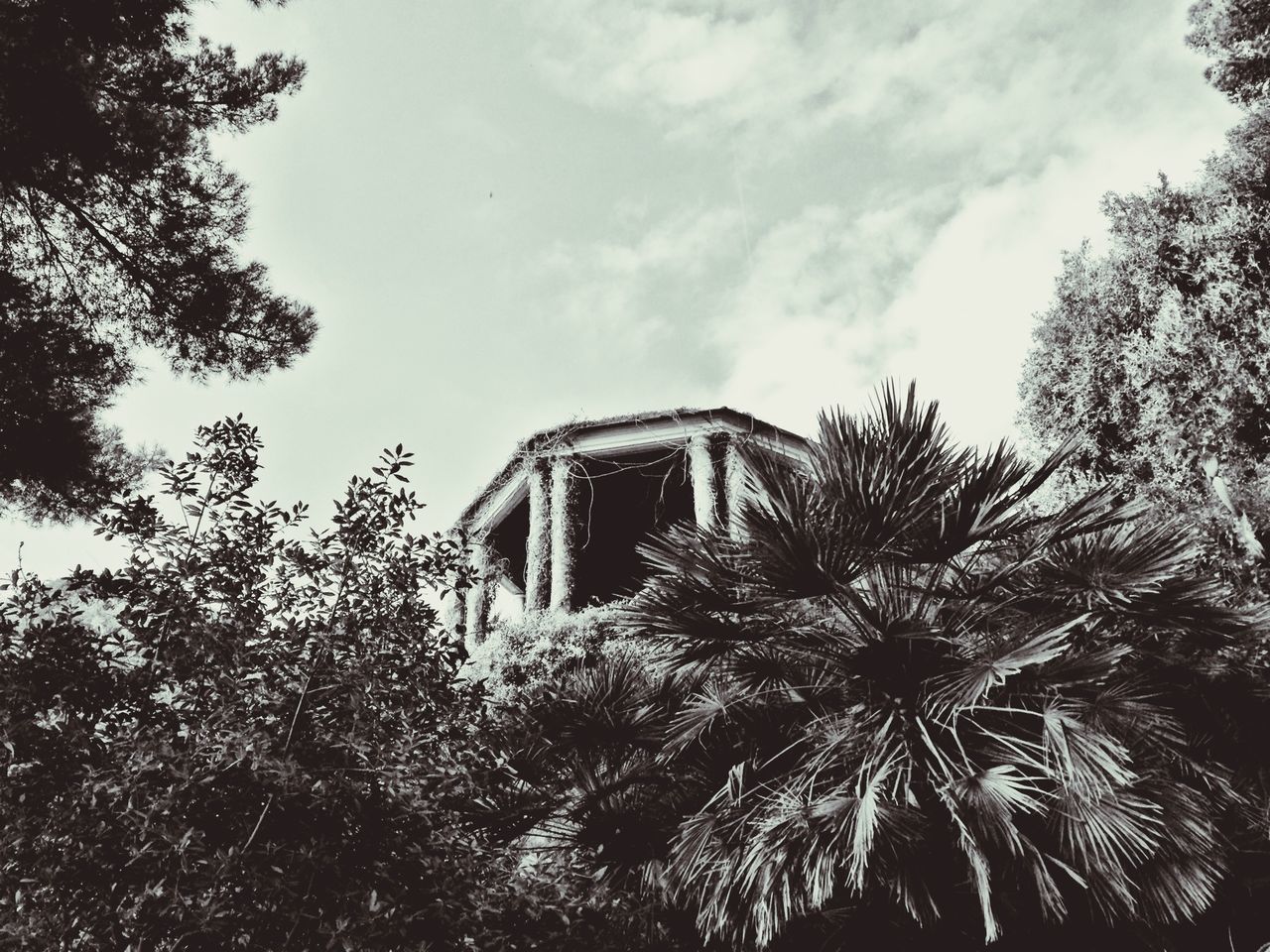 architecture, built structure, tree, low angle view, building exterior, sky, cloud - sky, growth, day, branch, outdoors, cloud, no people, place of worship, house, old, nature, history, religion, cloudy