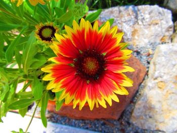 Close-up of yellow flower