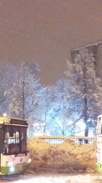 Illuminated trees at night