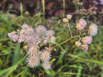 Close-up of flowers against blurred background