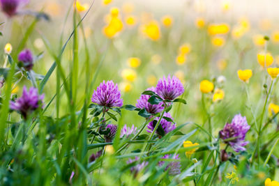 Close-up of purple flowering plants on field