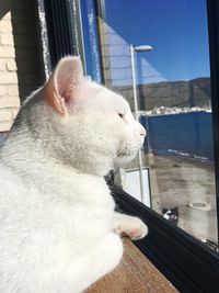 Close-up of a cat looking away