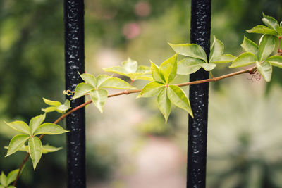 Close-up of creeper plant