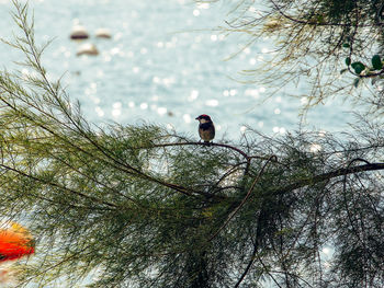 Bird perching on a tree