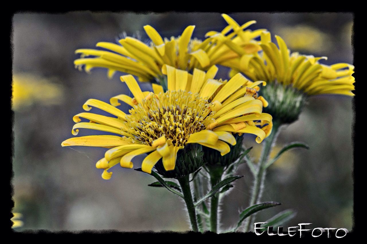 flower, yellow, transfer print, freshness, petal, fragility, flower head, auto post production filter, growth, beauty in nature, close-up, focus on foreground, nature, plant, sunflower, blooming, stem, pollen, wildlife, in bloom