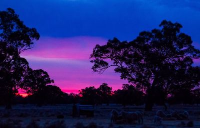 Silhouette trees on landscape against sky at sunset