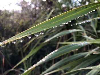 Close-up of wet plant during rainy season