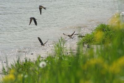 Birds flying over lake