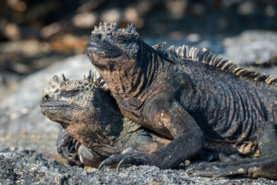 Marine iguana lying on another on beach