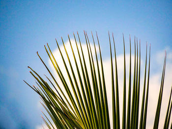 Low angle view of coconut palm leaf against clear blue sky