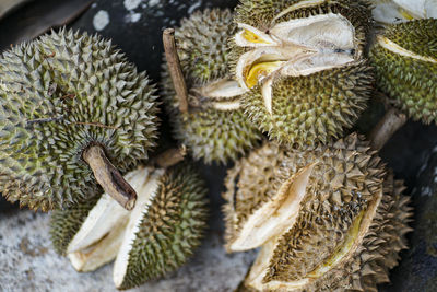 Close-up of succulent plant