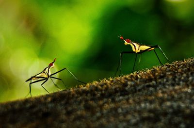 Close-up of insect on leaf