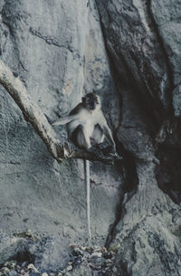 Monkey sitting on rock