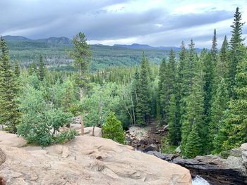 Scenic view of pine trees in forest against sky