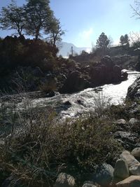 Scenic view of river in forest against sky