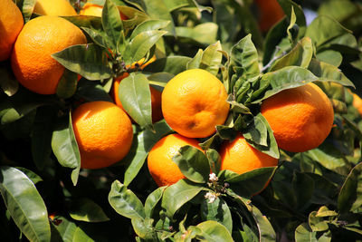 Close-up of oranges on tree