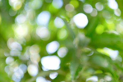 Defocused image of green plant