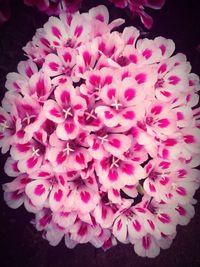 Close-up of pink flower over black background