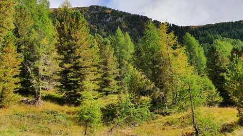 Scenic view of forest against sky