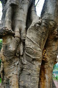 Close-up of tree trunk