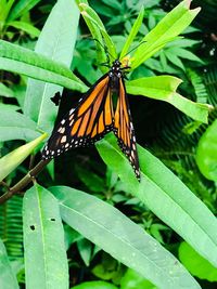 Butterfly on leaf
