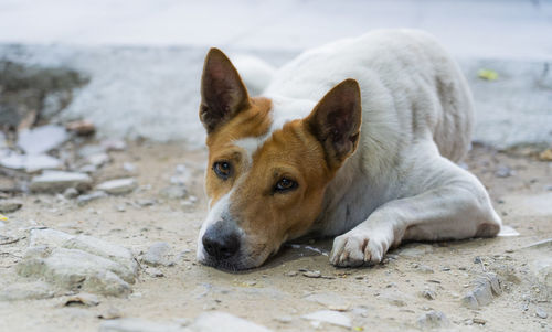 Lazy dog relaxing on sand , thai male breed dog, brown males lie on the floor. thai dog