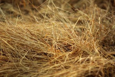 Close-up of wheat field