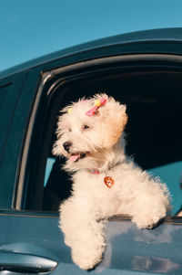 A side view of a happy french poodle mini puppy dog with hair clips looking out of a car window