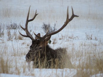 View of deer on snow covered land