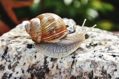 Close-up of snail