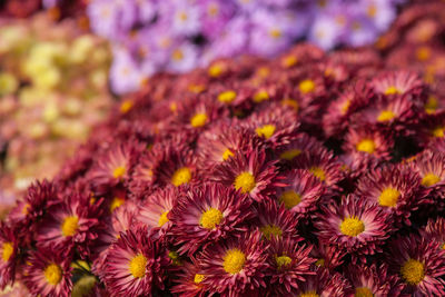 Close-up of flowers blooming outdoors