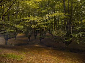 Trees in forest