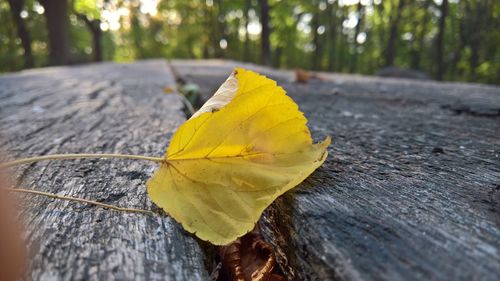 Close-up of yellow maple leaf on wood