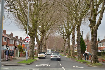 Cars on road by trees in city