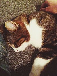 Close-up of cat sleeping