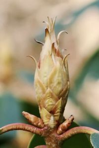 Close-up of lizard on flower buds