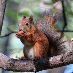 Close-up of squirrel on tree