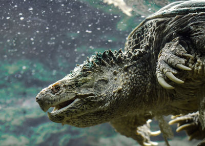 Close-up of a turtle in sea