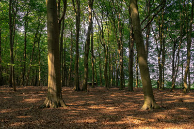 Trees growing in forest