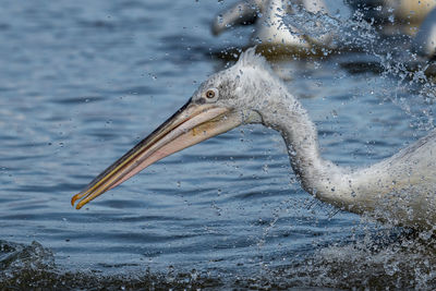 Close-up side view of a bird in water