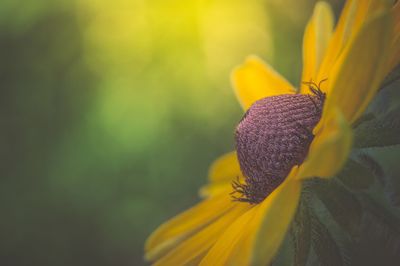 Close-up of yellow flower